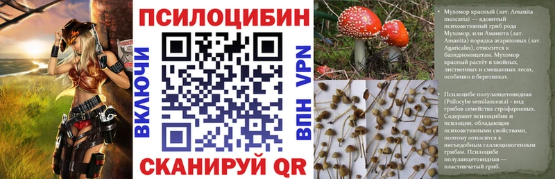 Псилоцибиновые грибы Psilocybe Ковдор